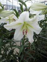 [1724 Gizmo No01.JPG]